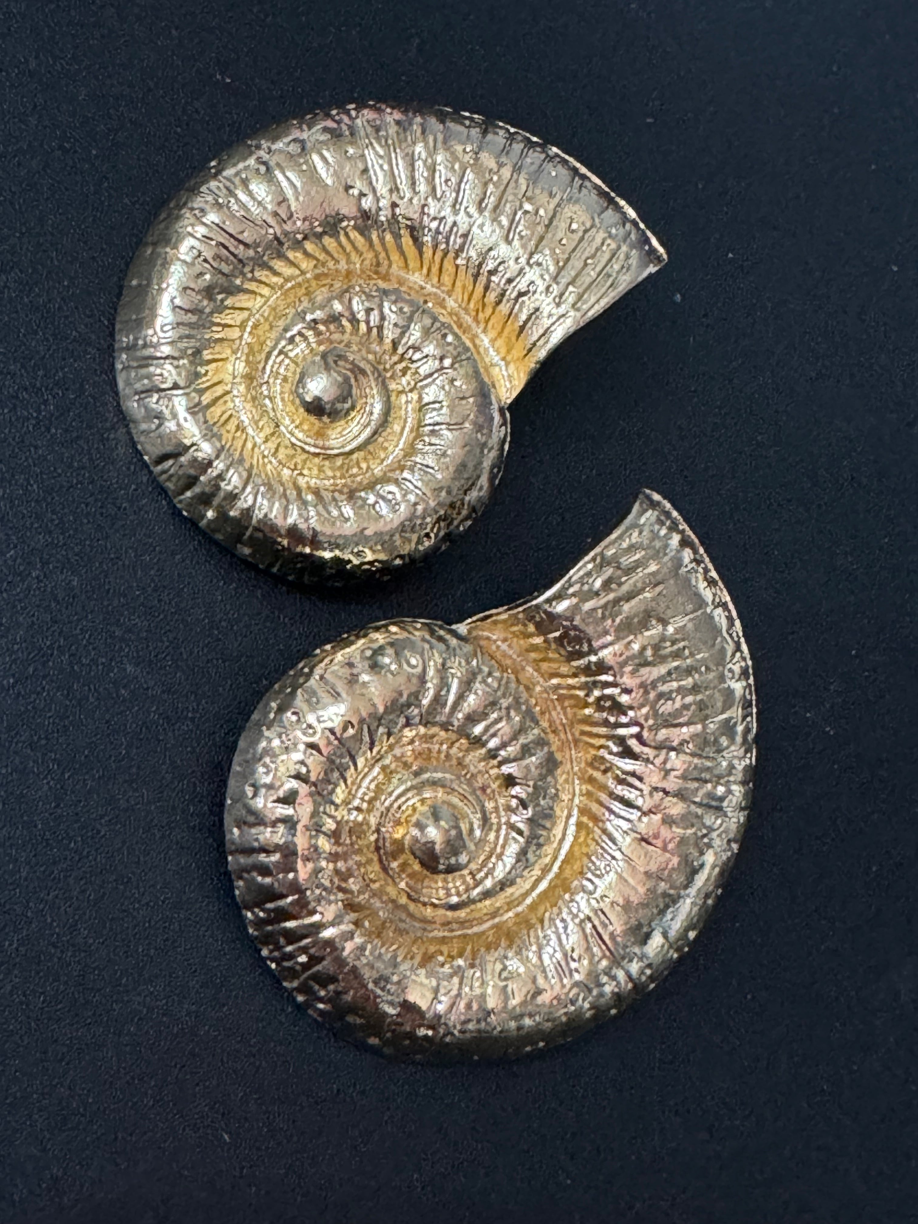 Oversized gold tone sea shell nautical earrings pierced