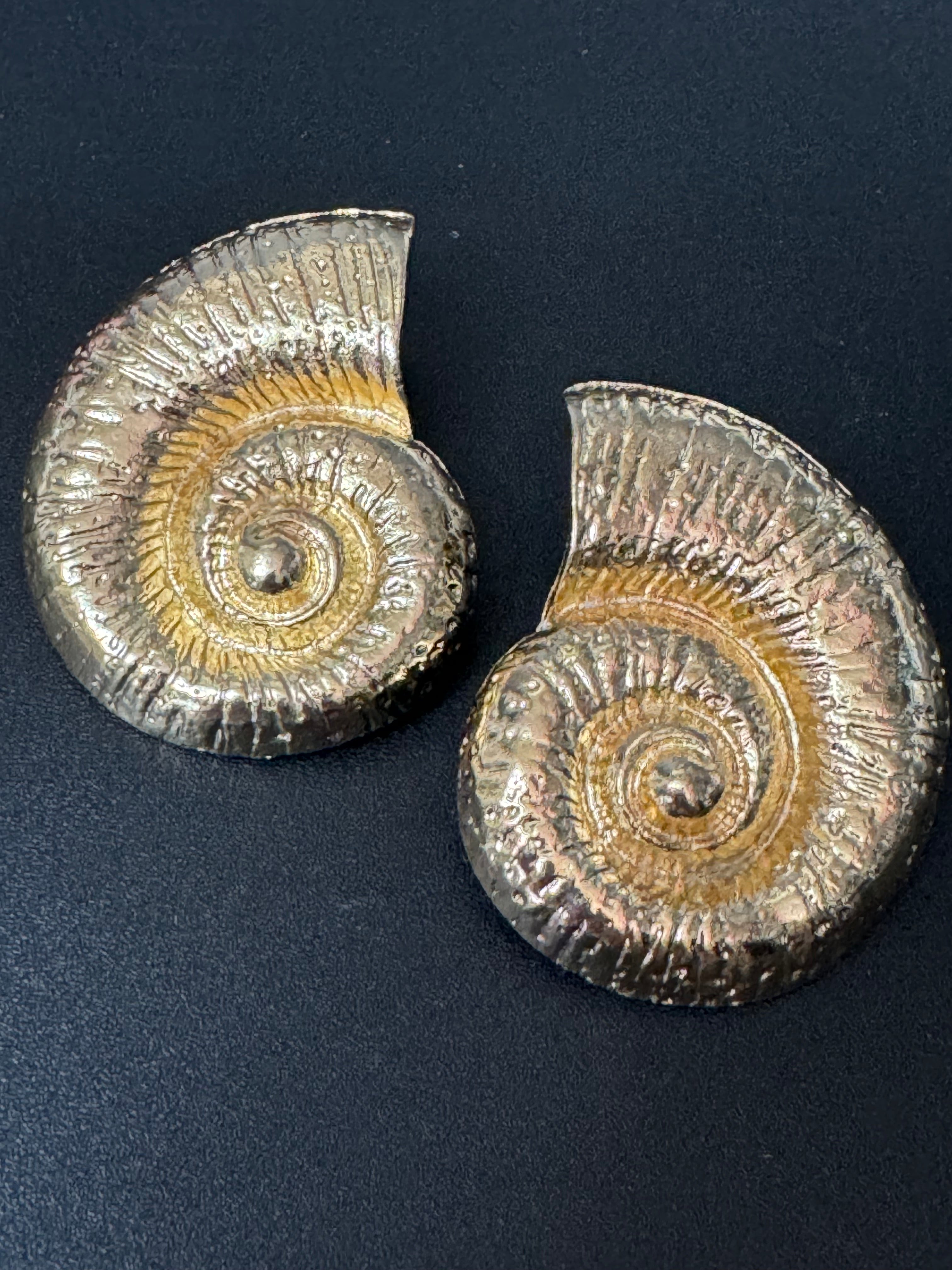 Oversized gold tone sea shell nautical earrings pierced