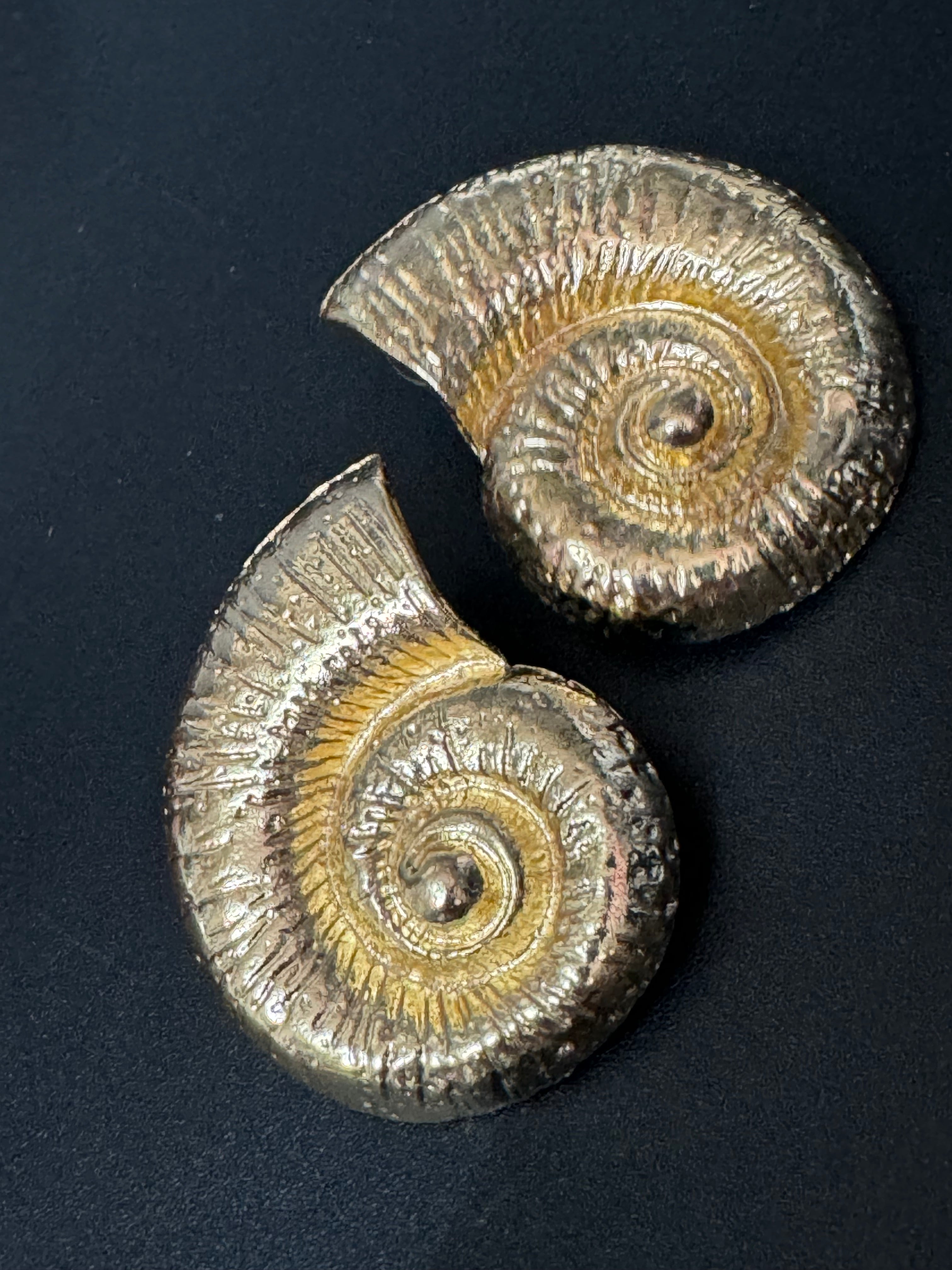 Oversized gold tone sea shell nautical earrings pierced