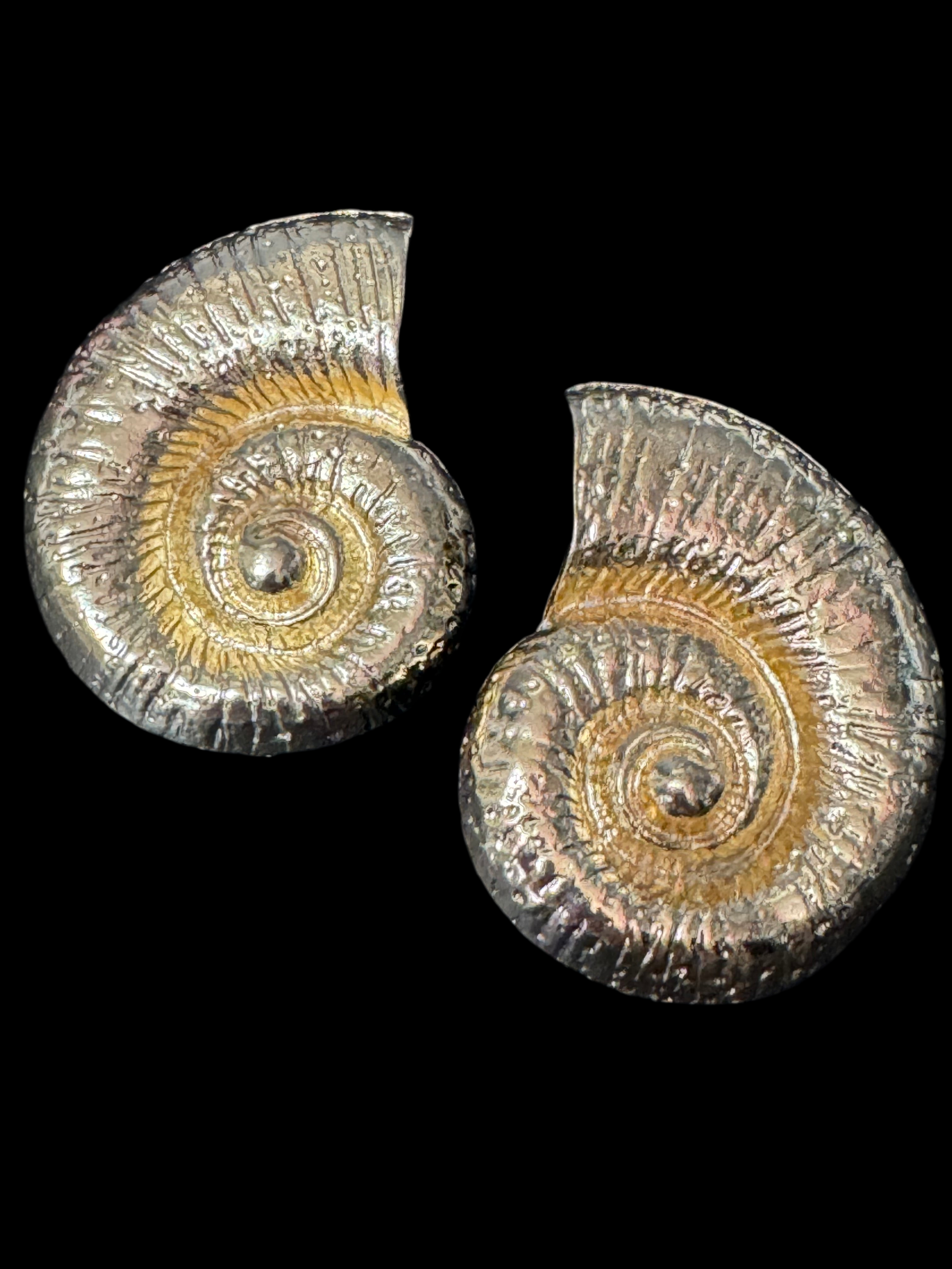 Oversized gold tone sea shell nautical earrings pierced