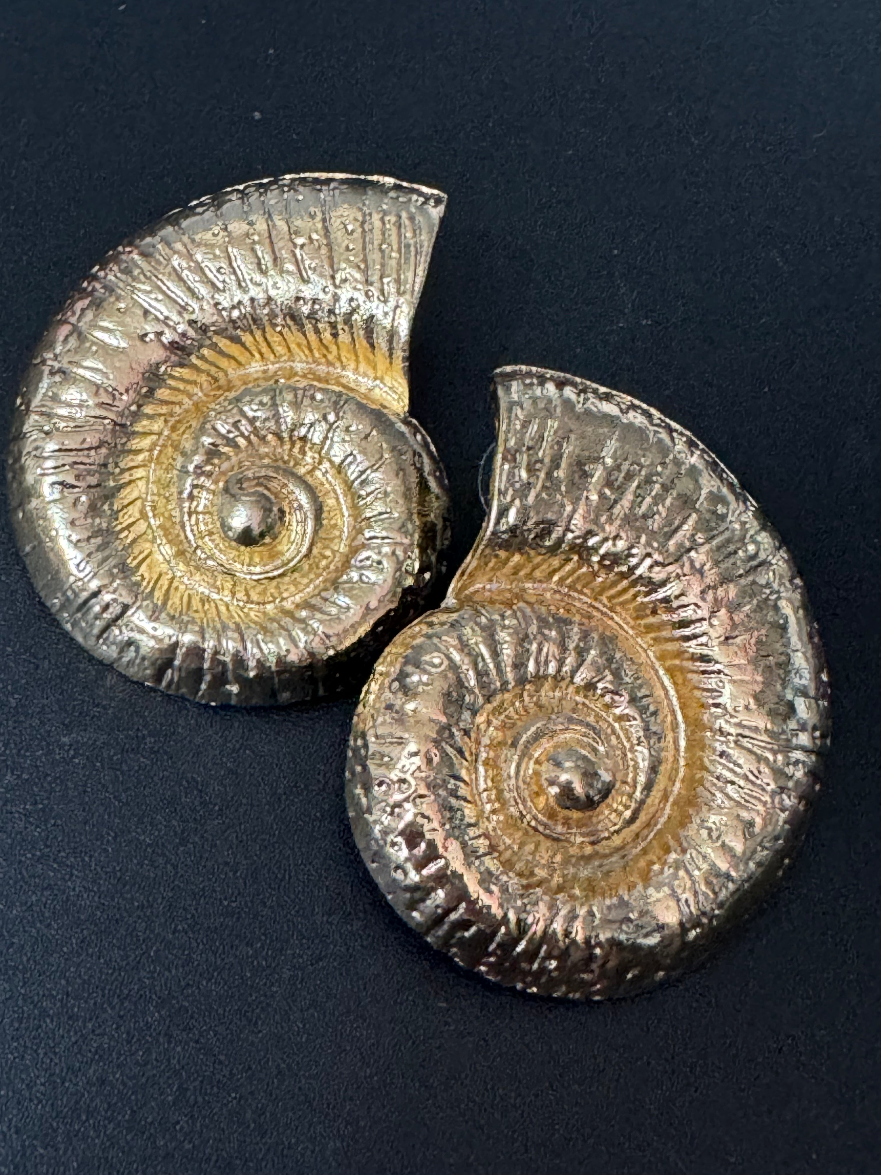 Oversized gold tone sea shell nautical earrings pierced