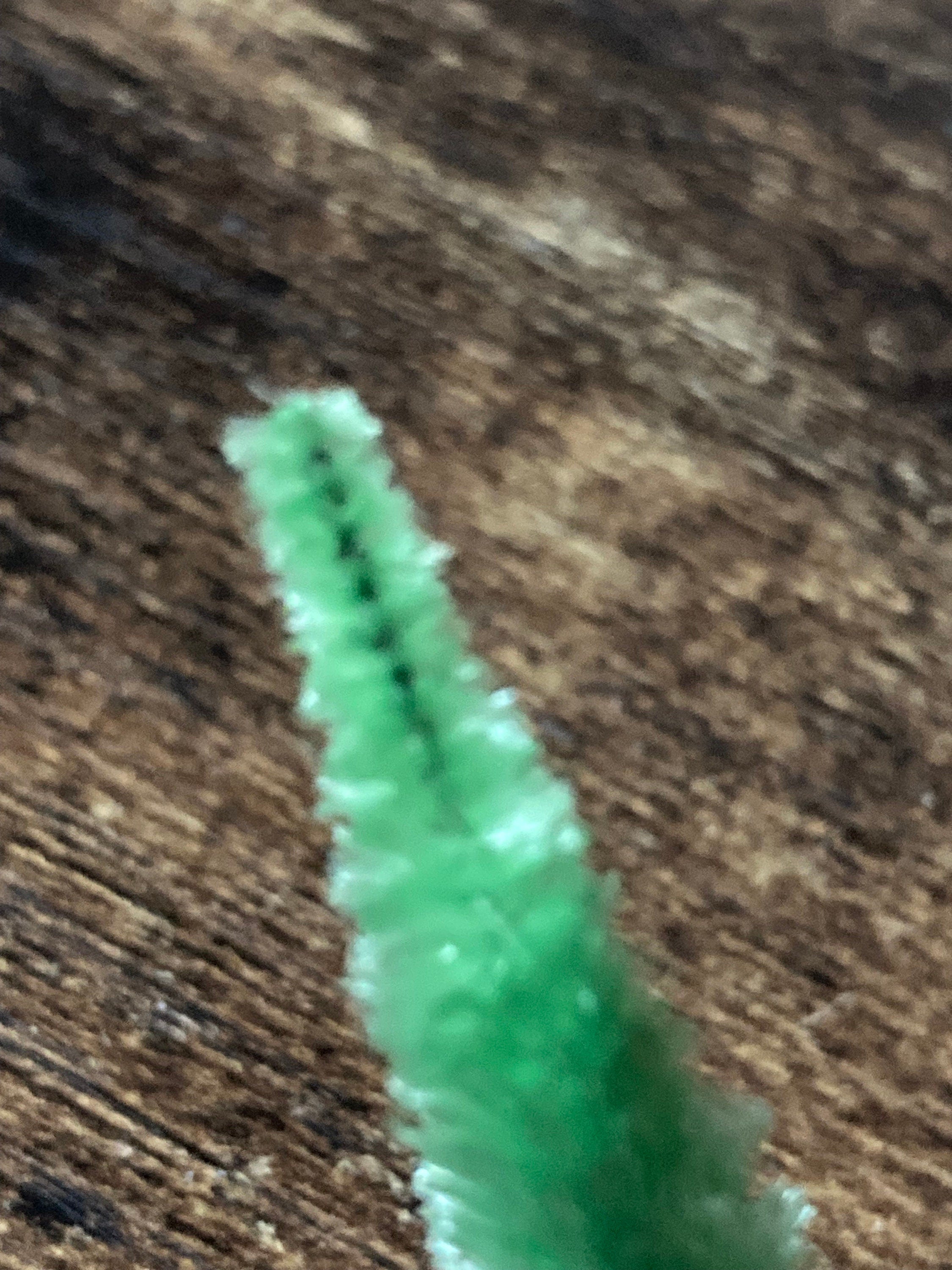 Miniature Bristle Brush Christmas Tree Cake Toppers (5 x 6cm)