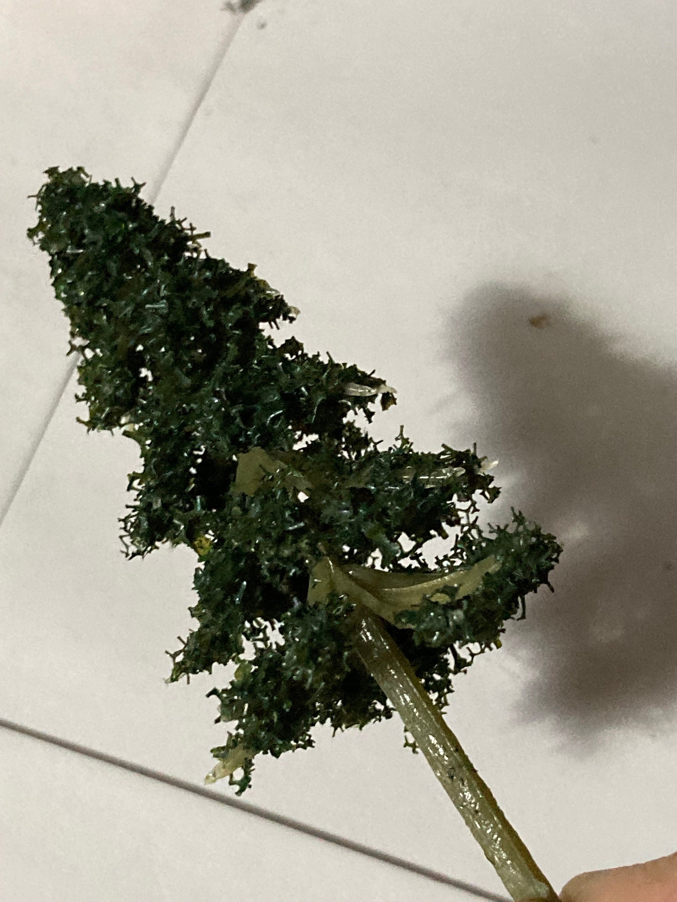 Miniature Fir Trees (5 Pieces): 7cm Dark Green Cake Toppers