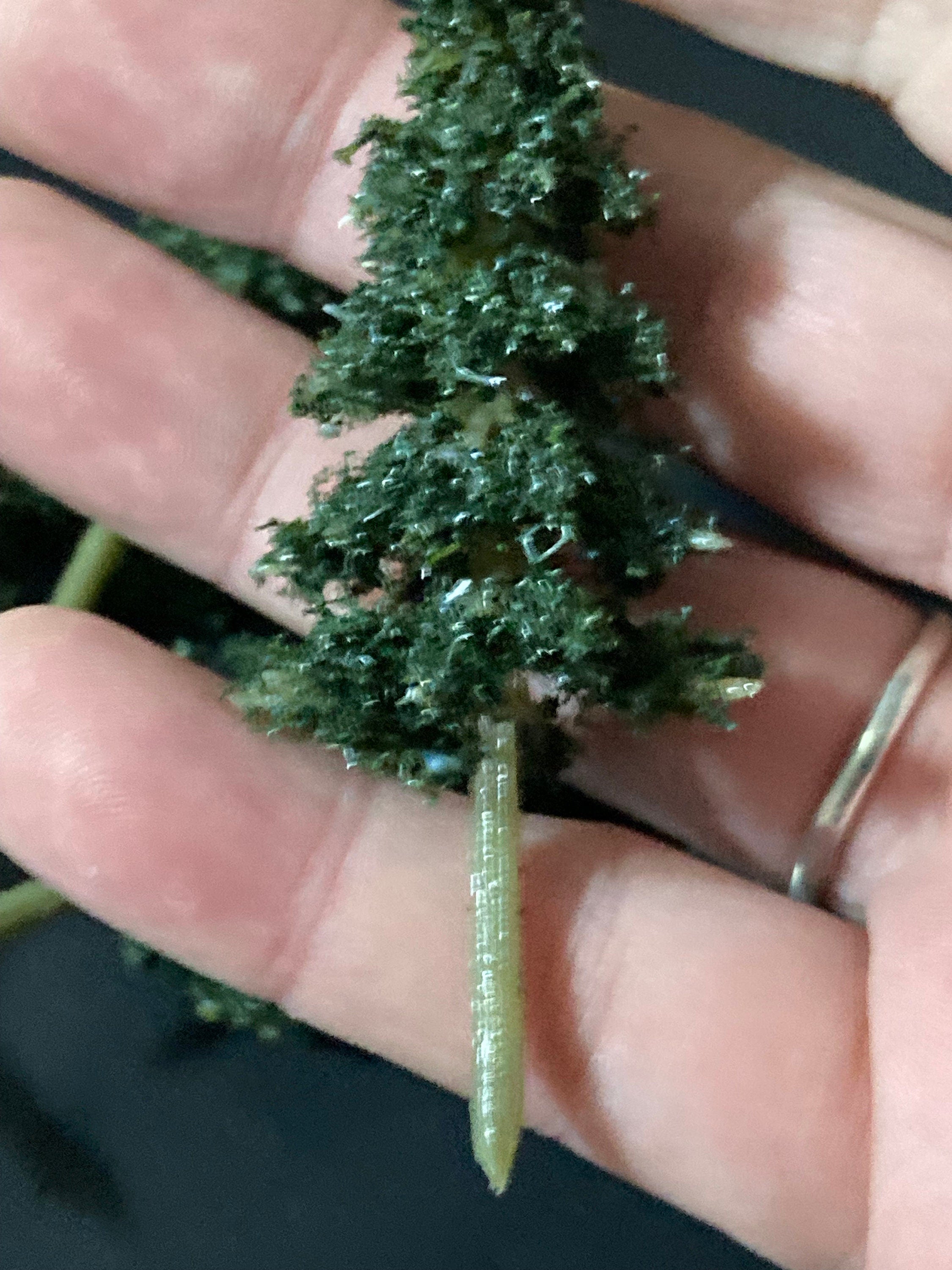 Miniature Fir Trees (5 Pieces): 7cm Dark Green Cake Toppers