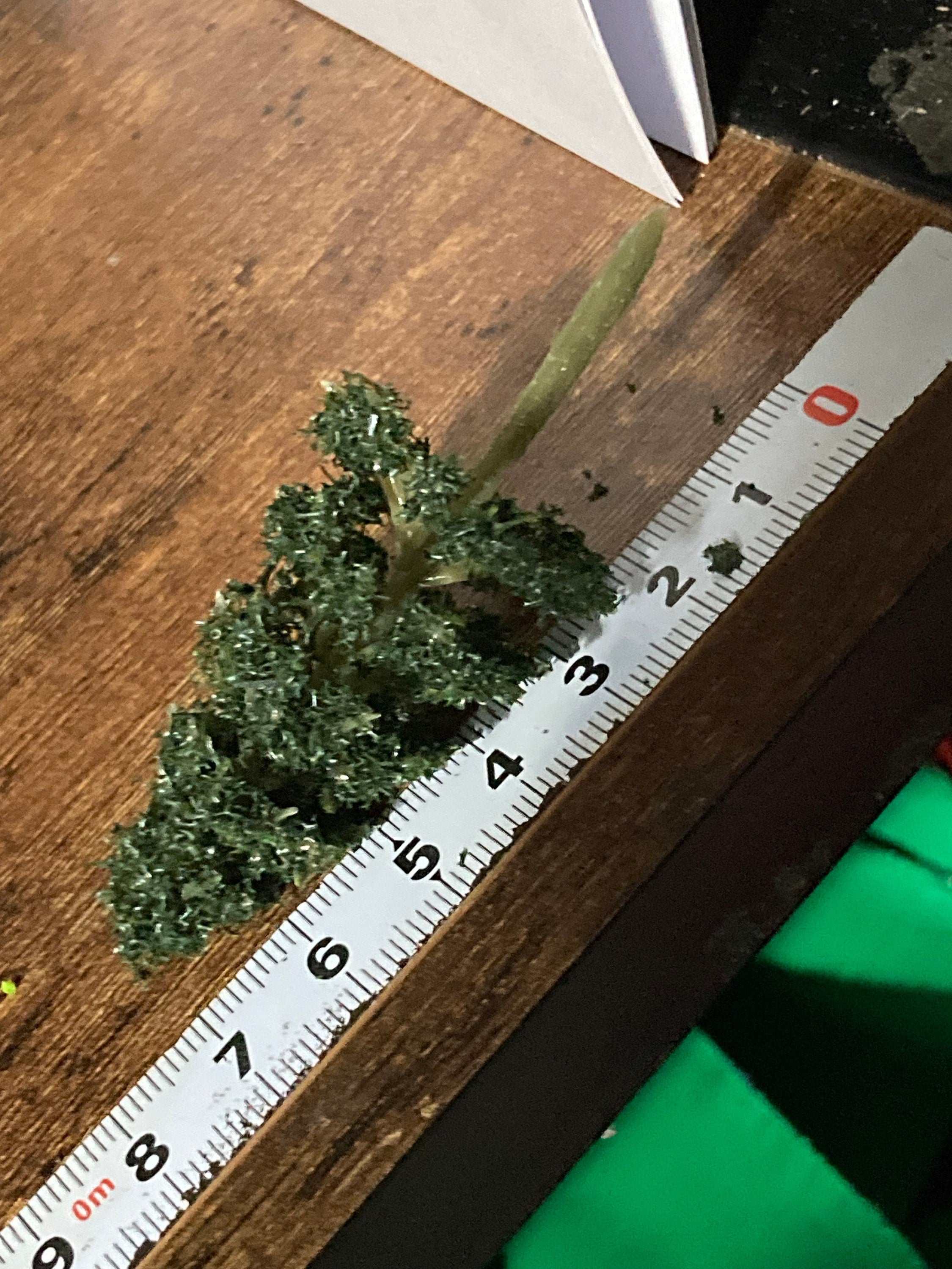 Miniature Fir Trees (5 Pieces): 7cm Dark Green Cake Toppers