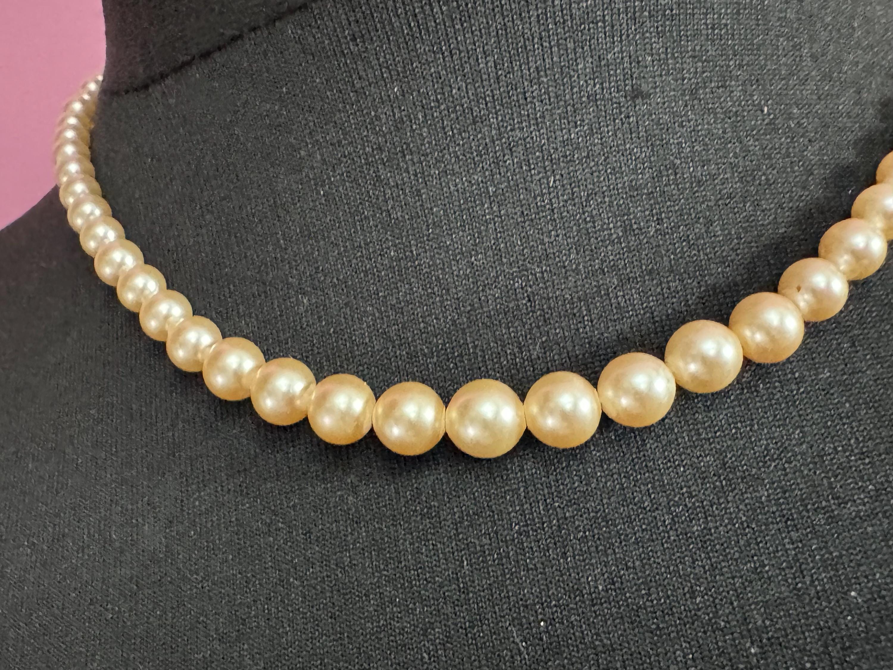 Lotus boxed vintage single strand cream glass knotted graduated pearl necklace silver plated clasp 46cm